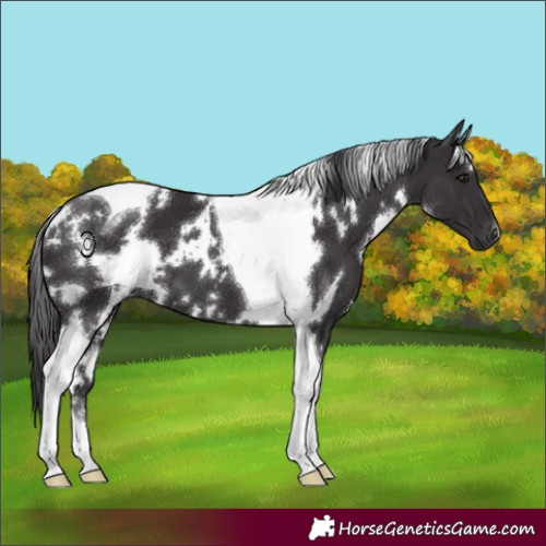 Horse Color:White Spotted Smoky Black Tobiano