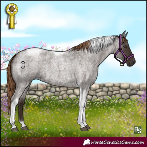 Horse Color:Liver Red Roan Tobiano 