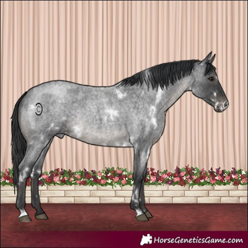 Horse Color:White Spotted Blue Roan Rabicano 