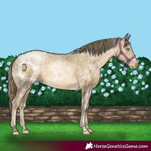 Horse Color:White Spotted Buckskin Pearl Rabicano
