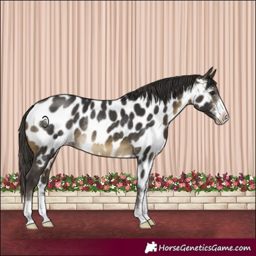 Horse Color:Buckskin Sabino Appaloosa Rabicano