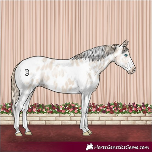 Horse Color:Smoky Creme Sabino Tobiano Appaloosa 