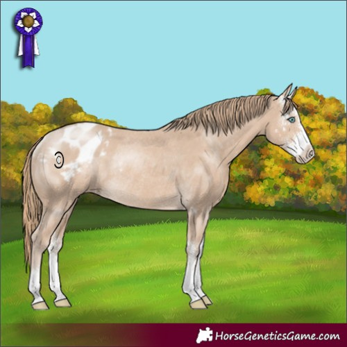 Horse Color:Smoky Creme Sabino Appaloosa Rabicano 