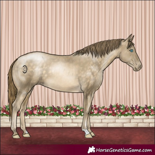 Horse Color:Buckskin Pearl 