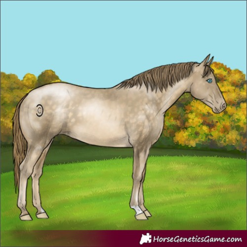 Horse Color:Buckskin Pearl