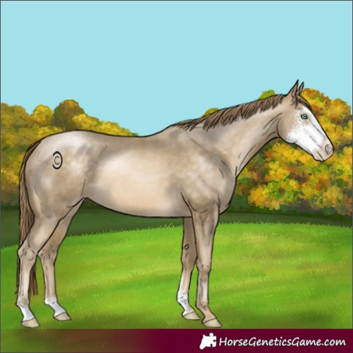 Horse Color:Buckskin Pearl Sabino 