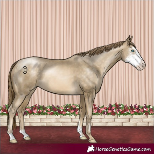 Horse Color:Buckskin Pearl Sabino 