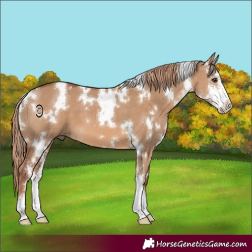 Horse Color:White Spotted Red Dun Sabino 