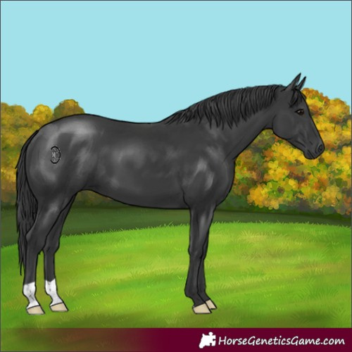 Horse Color:Black 
