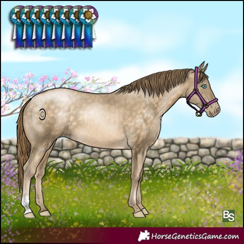 Horse Color:Buckskin Pearl 
