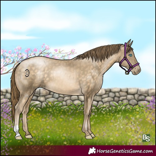 Horse Color:Buckskin Pearl 