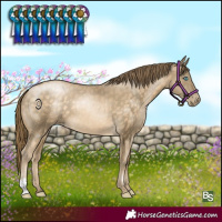 Horse Color:Buckskin Pearl 