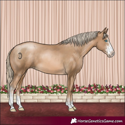 Horse Color:Chocolate Palomino Pearl Sabino 