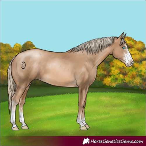 Horse Color:Chocolate Palomino Pearl Sabino 