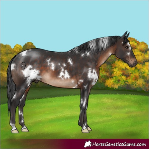 Horse Color:White Spotted Brown 