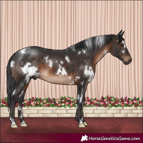 Horse Color:White Spotted Brown 