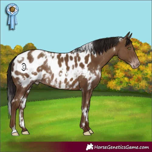 Horse Color:Gray White Spotted Classic Champagne Appaloosa Rabicano 