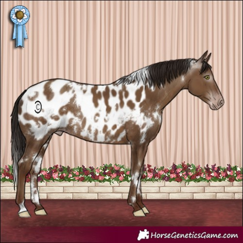 Horse Color:Gray White Spotted Classic Champagne Appaloosa Rabicano 