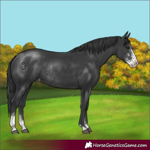 Horse Color:Black Sabino Appaloosa Rabicano 