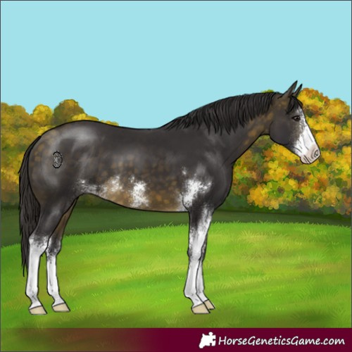 Horse Color:Buckskin Sabino 