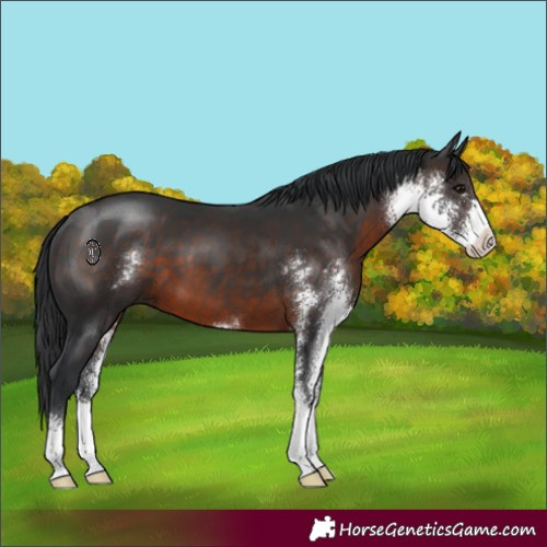 Horse Color:Brown Sabino 