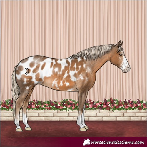 Horse Color:Chocolate Palomino Sabino Blanket 