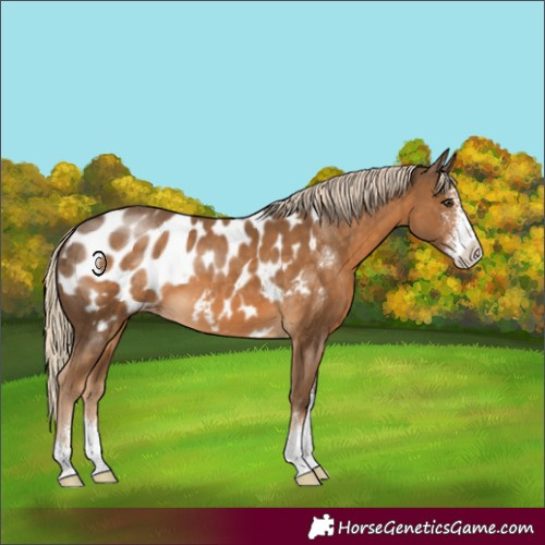 Horse Color:Chocolate Palomino Sabino Appaloosa 