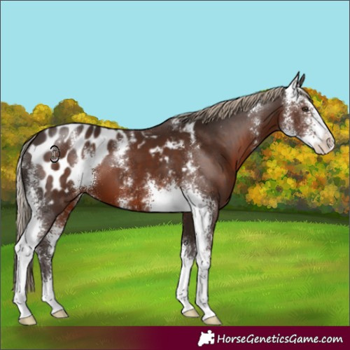 Horse Color:Liver Chestnut Sabino Appaloosa