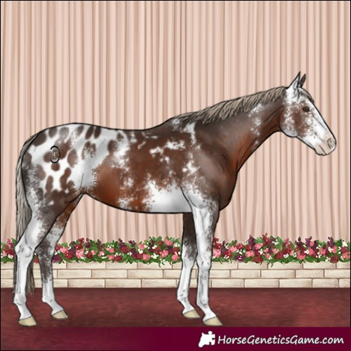 Horse Color:Liver Chestnut Sabino Blanket 