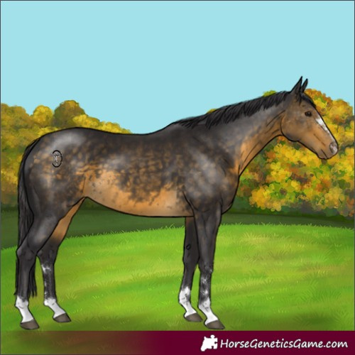 Horse Color:Buckskin 