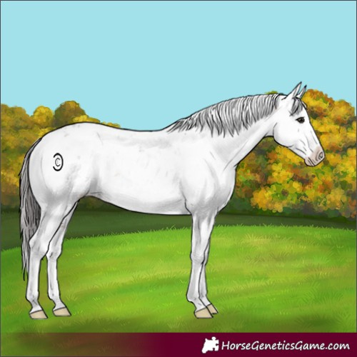 Horse Color:Brown Sabino 