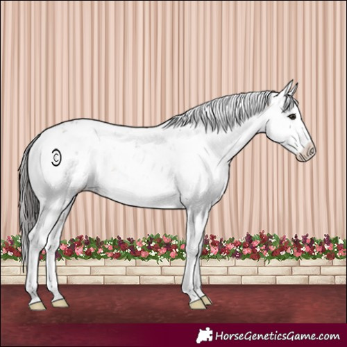 Horse Color:Brown Sabino 