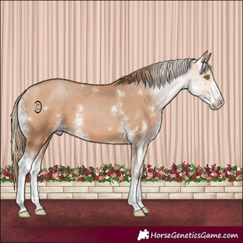 Horse Color:Bay Pearl Sabino 