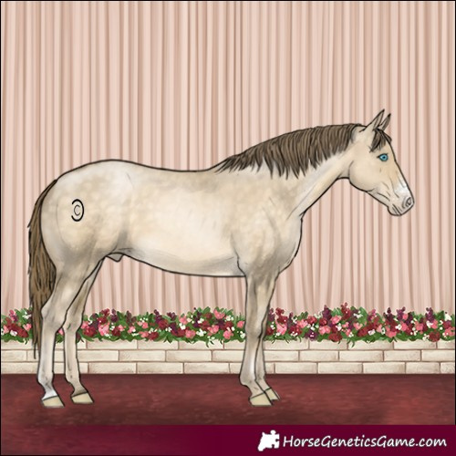 Horse Color:Buckskin Pearl Dun Sabino Rabicano