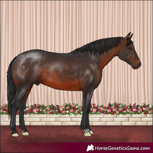 Horse Color:Brown Rabicano