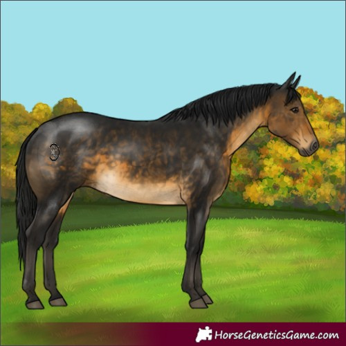 Horse Color:Gray Buckskin