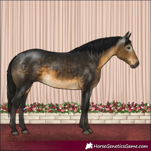 Horse Color:Gray Buckskin 