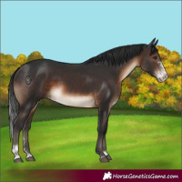 Horse Color:Brown Sabino