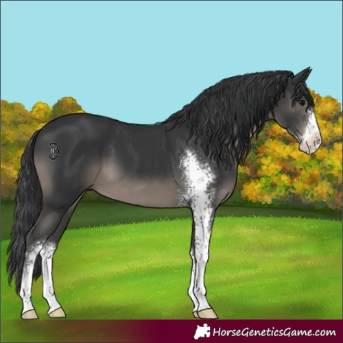 Horse Color:Black Sabino 