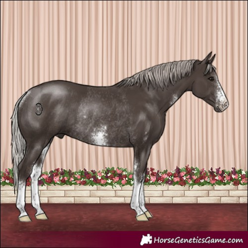 Horse Color:Silver Black Sabino Rabicano