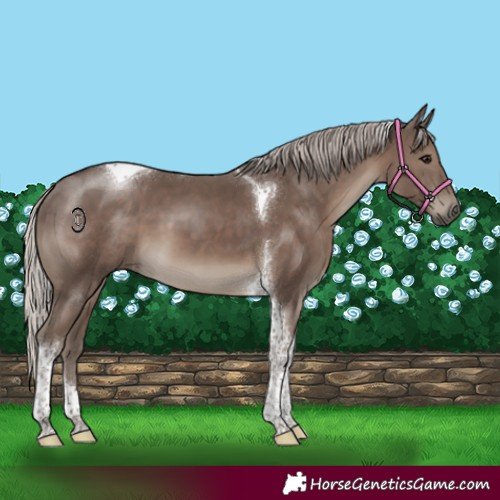 Horse Color:Silver Black Tobiano