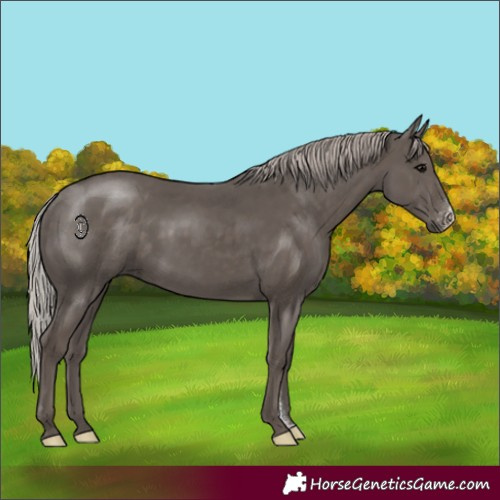 Horse Color:Silver Black Sabino 
