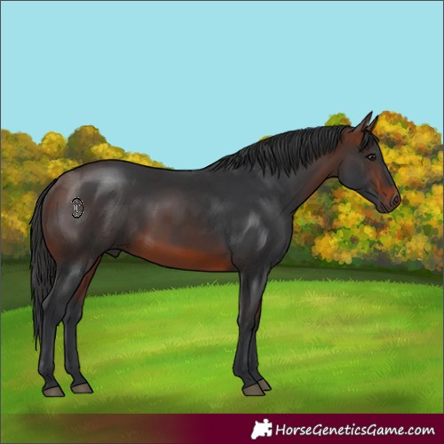 Horse Color:Brown Rabicano