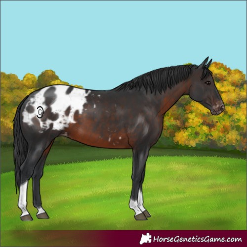 Horse Color:Brown Tobiano Appaloosa 