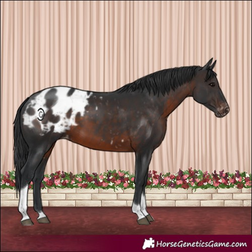 Horse Color:Brown Tobiano Blanket 
