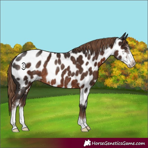 Horse Color:Liver Chestnut Sabino Appaloosa Rabicano 