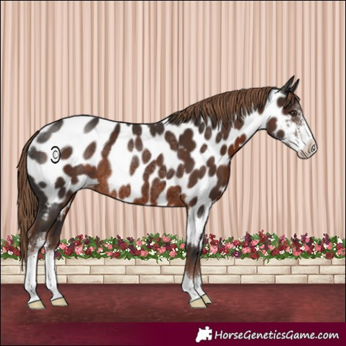 Horse Color:Liver Chestnut Sabino Near Leopard Rabicano 