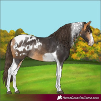 Horse Color:Buckskin Sabino Tobiano Appaloosa Rabicano 