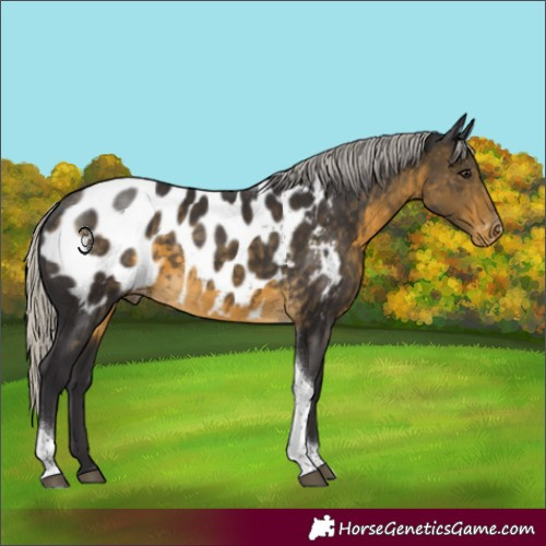 Horse Color:Silver Buckskin Tobiano Appaloosa Rabicano