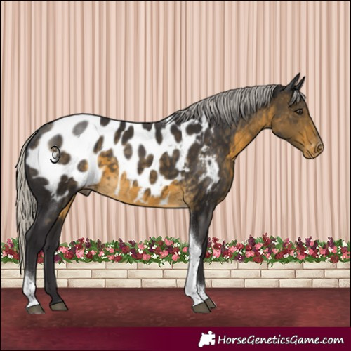 Horse Color:Silver Buckskin Tobiano Blanket Rabicano 
